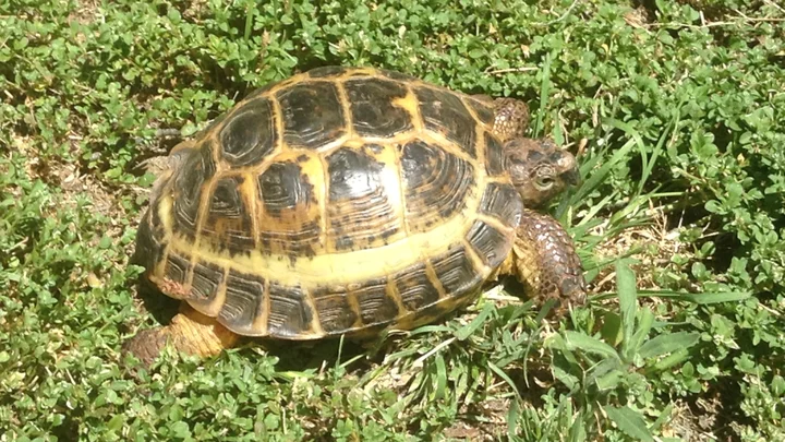 A small Ruussian tortoise sitting in a clover field