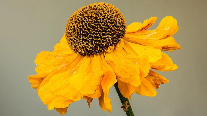 wilted sunflower getting some sun