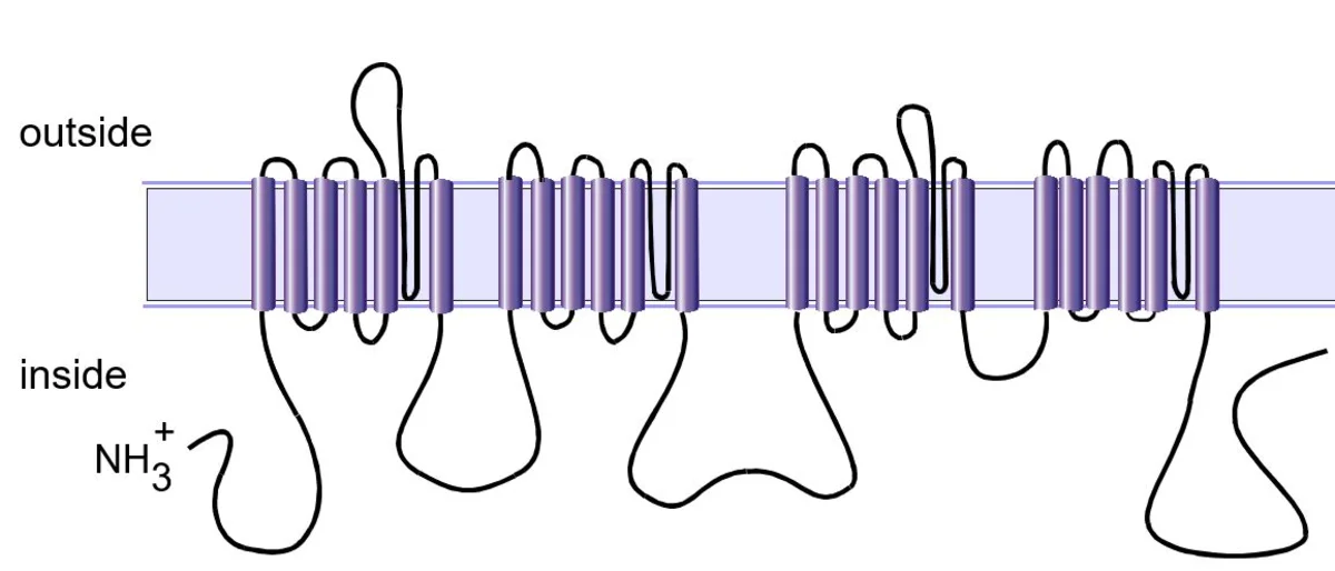 Schematic diagram of a voltage-gated sodium cahnnel
