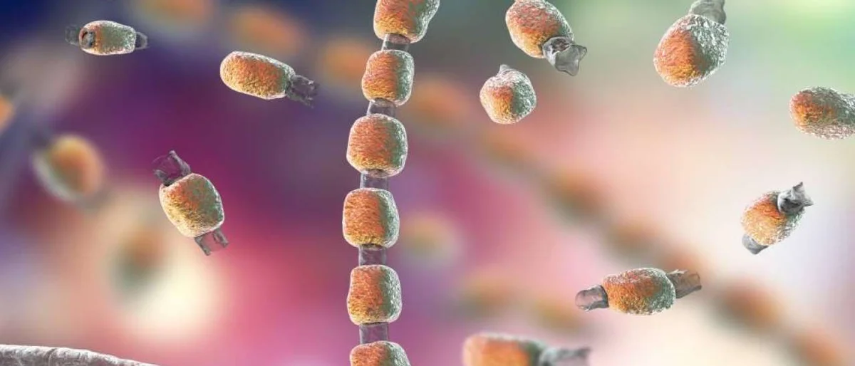 Valley Fever fungus