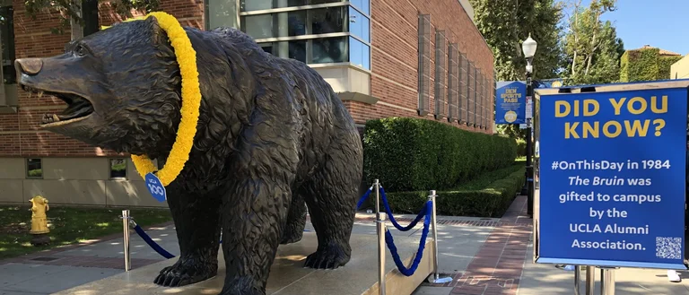 Image of the UCLA Bruin Bear statue, with a lei around the bear's neck. A sign next to the bear states "Did You Know? #OnThisDay in 1984, The Bruin was gifted to campus by the UCLA Alumni Association."