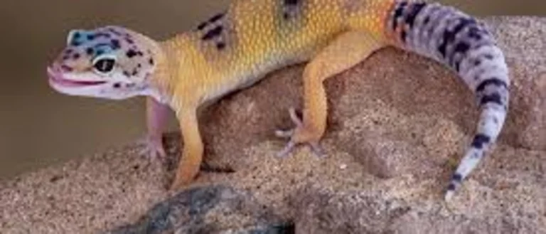 leopard gecko on a rock