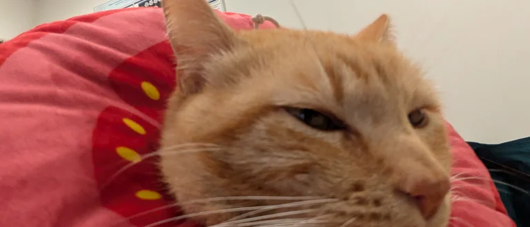 An orange cat wearing a tomato-colored soft cone