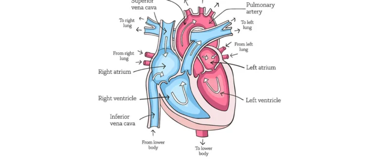 A scheme explains the anatomy of a human heart
