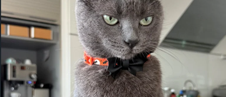 grey cat staring you down 
