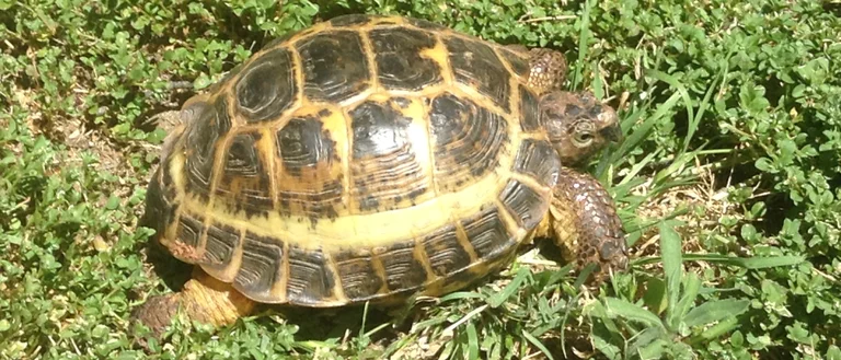 A small Ruussian tortoise sitting in a clover field
