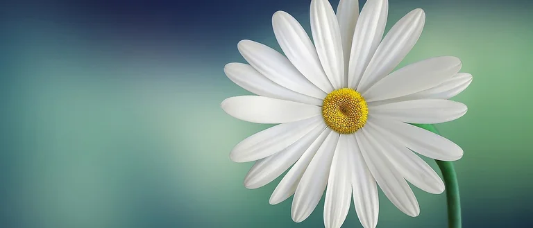 Test description of image