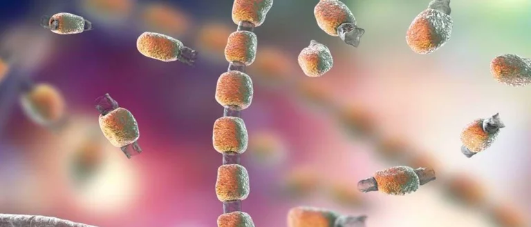 Valley Fever fungus