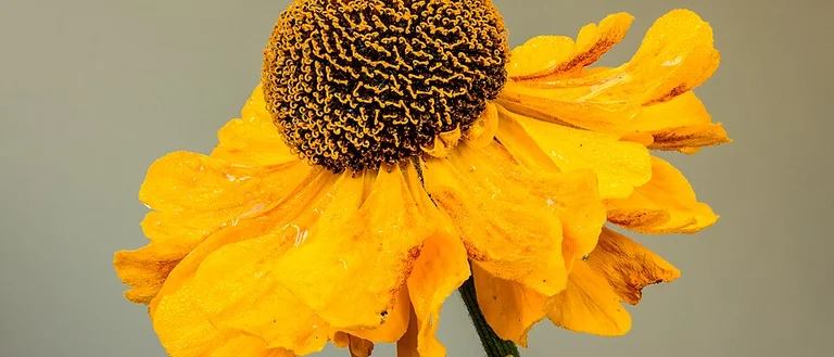 wilted sunflower getting some sun