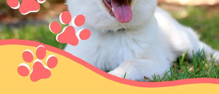 Therapy Dogs Flyer - Psych SIG