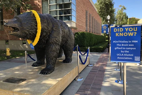 Image of the UCLA Bruin Bear statue, with a lei around the bear's neck. A sign next to the bear states "Did You Know? #OnThisDay in 1984, The Bruin was gifted to campus by the UCLA Alumni Association."