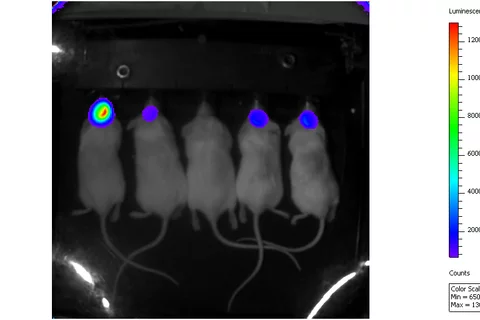Glioblastoma model Validation
