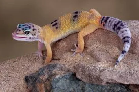 leopard gecko on a rock