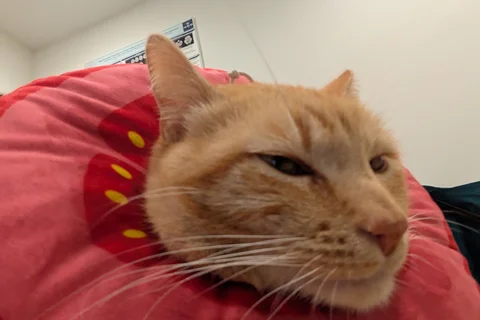 An orange cat wearing a tomato-colored soft cone