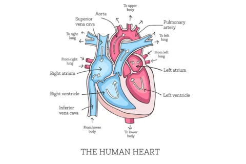 A scheme explains the anatomy of a human heart