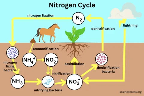 Nitrogen cycle diagram