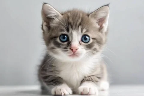 Cat image 