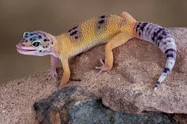leopard gecko on a rock