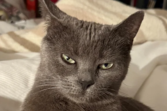 Grey Cat in Villian Era