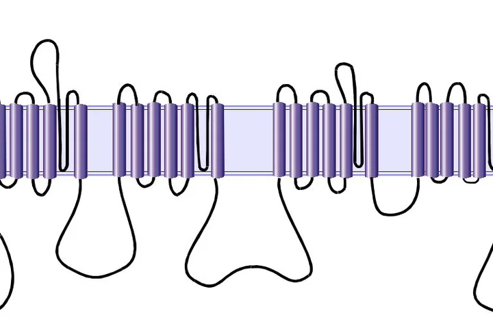 Schematic diagram of a voltage-gated sodium cahnnel
