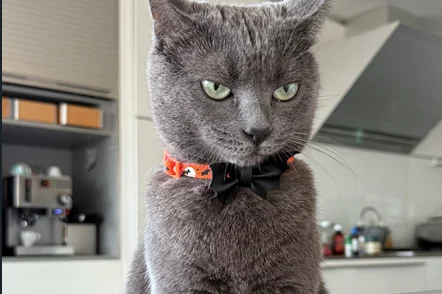 grey cat staring you down 