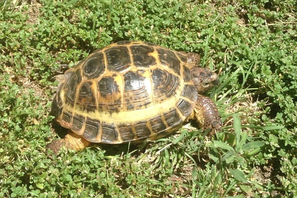 A small Ruussian tortoise sitting in a clover field