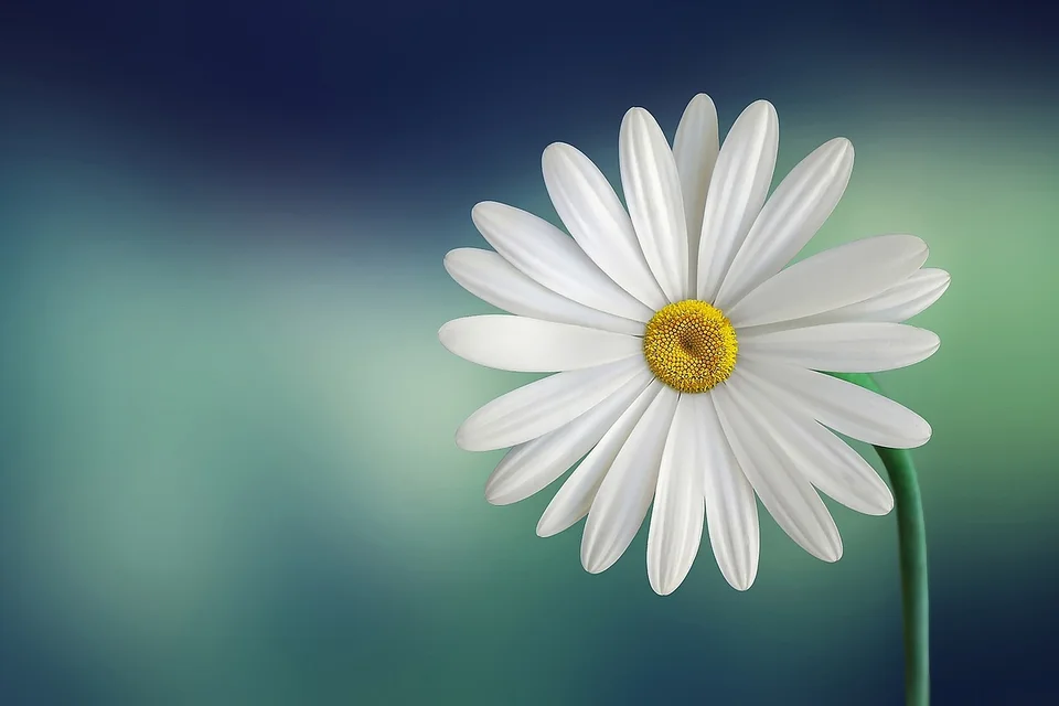Test description of image