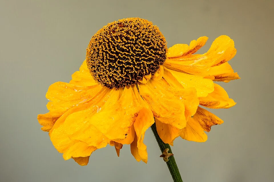 wilted sunflower getting some sun