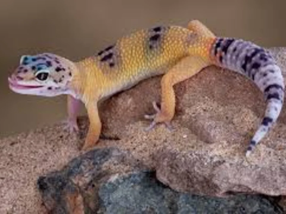 leopard gecko on a rock