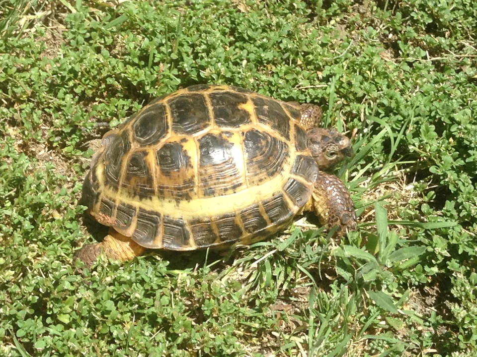 A small Ruussian tortoise sitting in a clover field