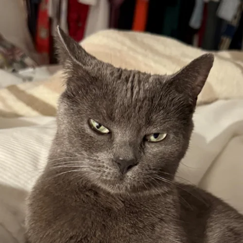 Grey Cat in Villian Era