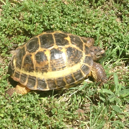 A small Ruussian tortoise sitting in a clover field