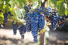 wine grapes growing on the vine