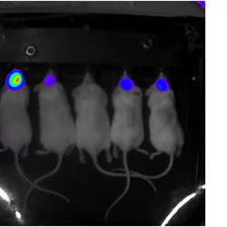 Glioblastoma model Validation