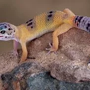 leopard gecko on a rock