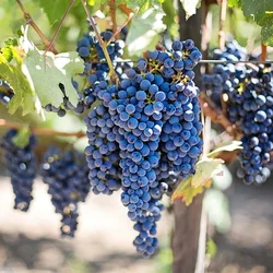 wine grapes growing on the vine