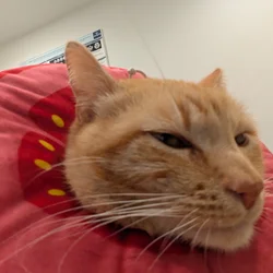 An orange cat wearing a tomato-colored soft cone