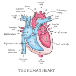 A scheme explains the anatomy of a human heart