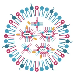 Cartoon structural diagram of a lipid nanoparticle (LNP)
