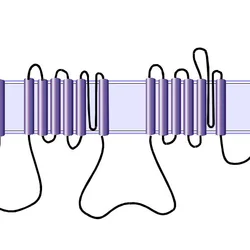 Schematic diagram of a voltage-gated sodium cahnnel