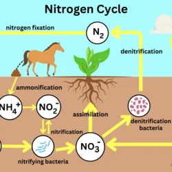 Nitrogen cycle diagram