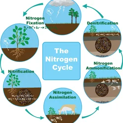 The stages are identified on the visual format