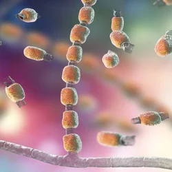Valley Fever fungus
