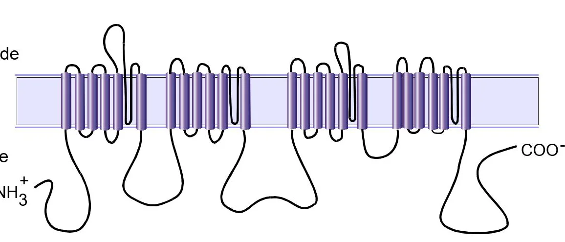 Schematic diagram of a voltage-gated sodium cahnnel