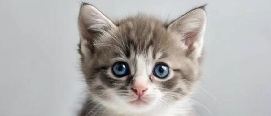 Cat image 