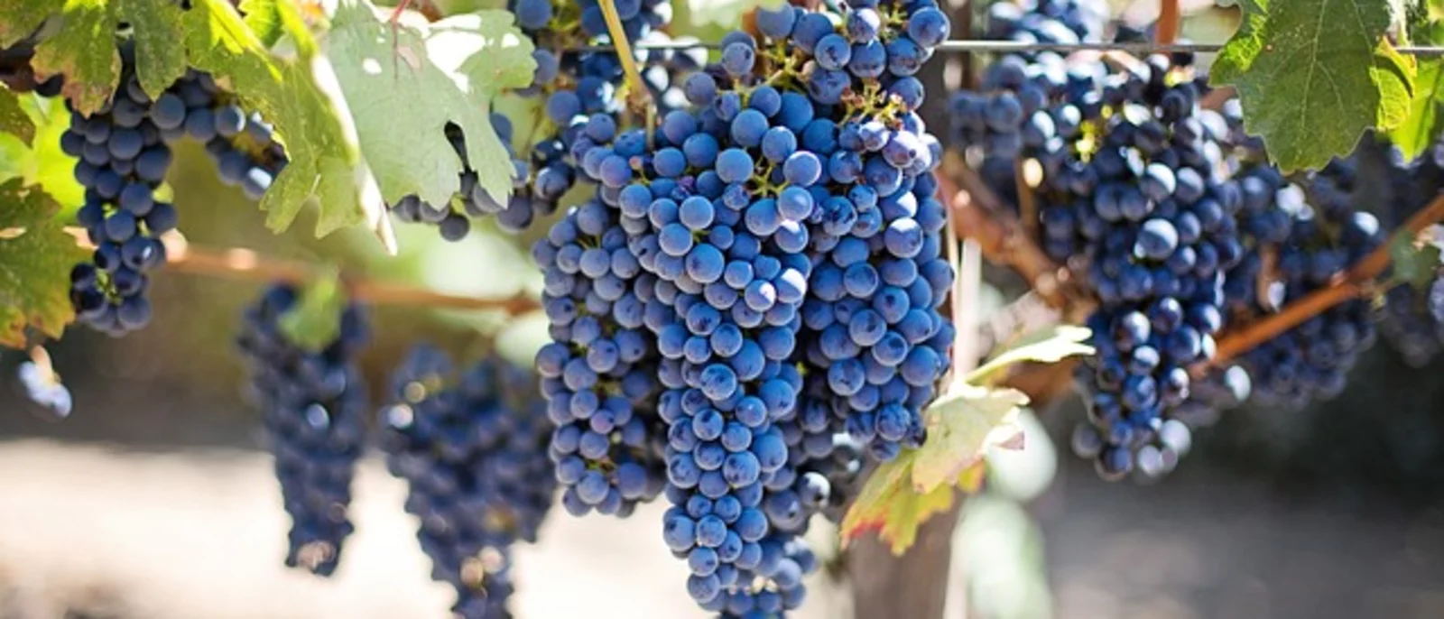 wine grapes growing on the vine