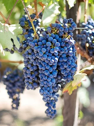 wine grapes growing on the vine